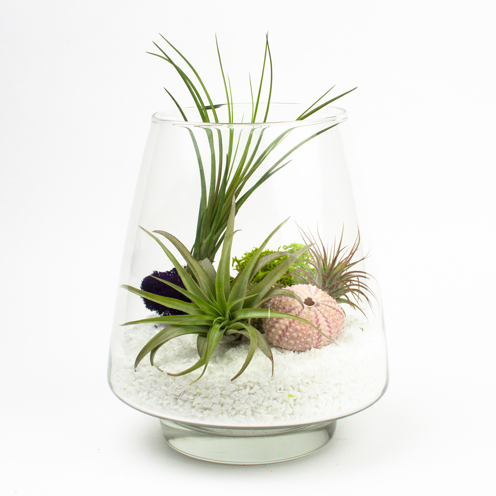 Design Air Plants Terrarium the arrowhead diy air plant terrarium kit juicykits com arrowhead