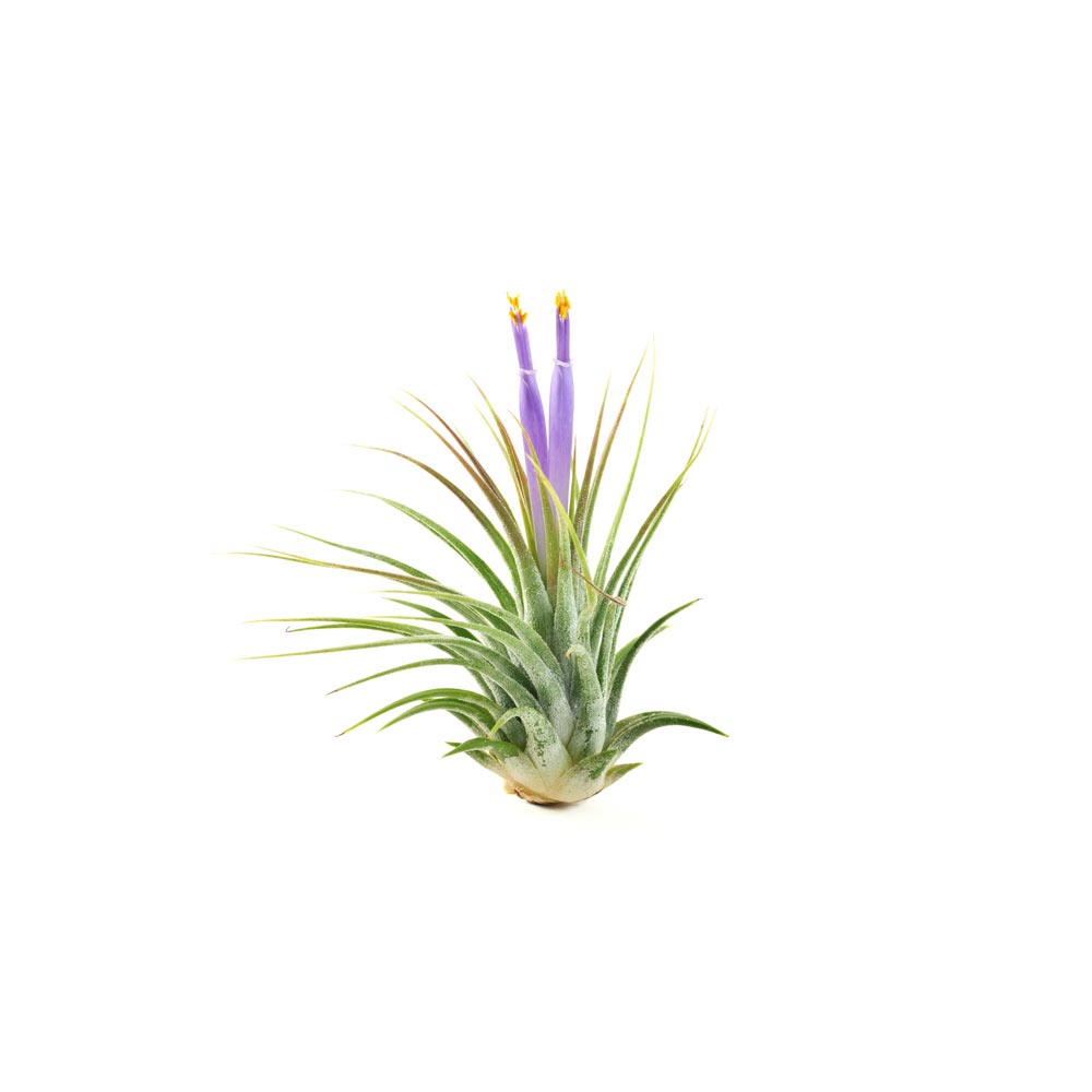 the air plant trio juicykits com the air plant trio juicykits com