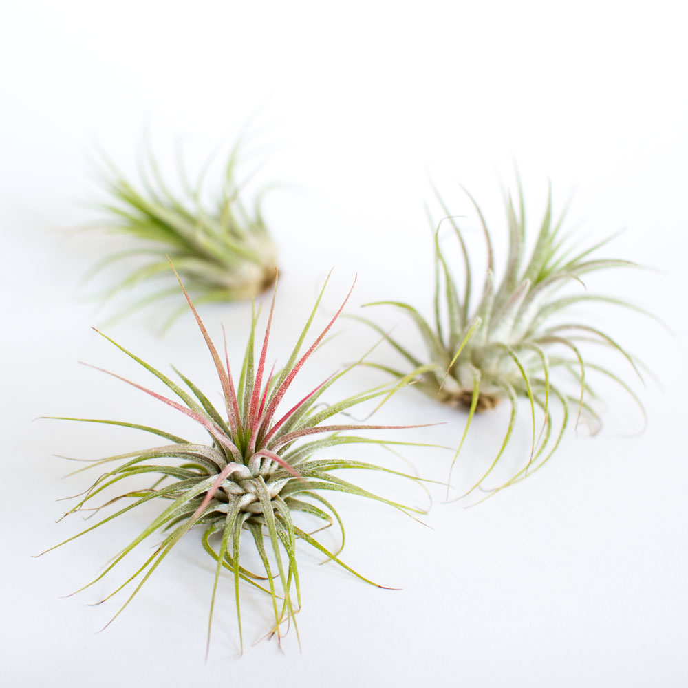 Be the first to review â€œThe Air Plant Trioâ€ Click here to cancel 