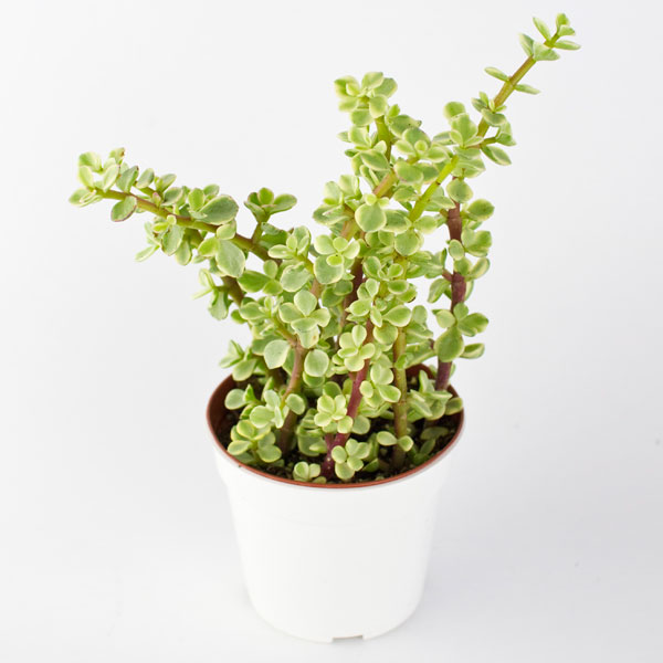 Mini Variegated Jade Juicykits Home Succulents