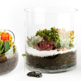 Welcome Autumn with Our Fall 2014 Collection! Juicykits.com Fall 2014 Collection of DIY terrarium kits