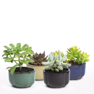 Bonsai Crest succulent bonsai DIY kit from Juicykits
