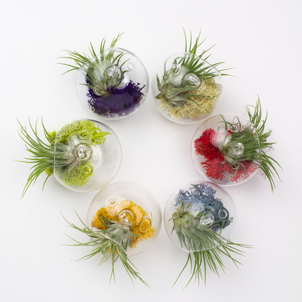 Design Air Plants Terrarium juicy froots hanging air plant terrarium gift juicykits com singles