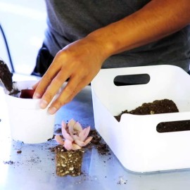 How To Repot A Succulent In 1 Minute How To Repot Succulents In 1 Minute by Juicykits.com