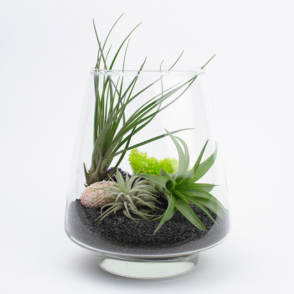 The Arrowhead Juicykits Com Home Diy Kits Popular Terrarium