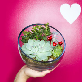 Valentine’s Day Sale! Get 15% Off All Terrarium Kits & a Free Gift Juicykits Valentine's Day Sale and Free Gift