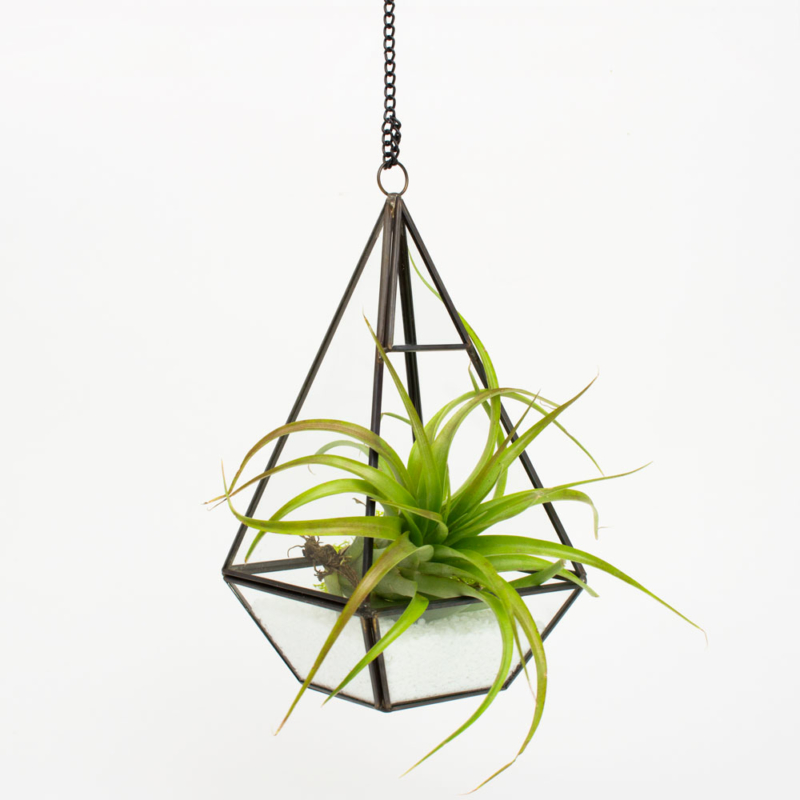Beautiful Diy Terrarium Kits And Succulents Juicykits Air Plants Kits
