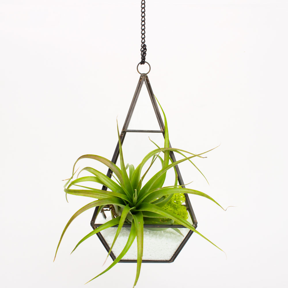 Hanging Air Plant | the trinity hanging air plant diy terrarium juicykits com Hanging Air Plant | the trinity hanging air plant diy terrarium juicykits com