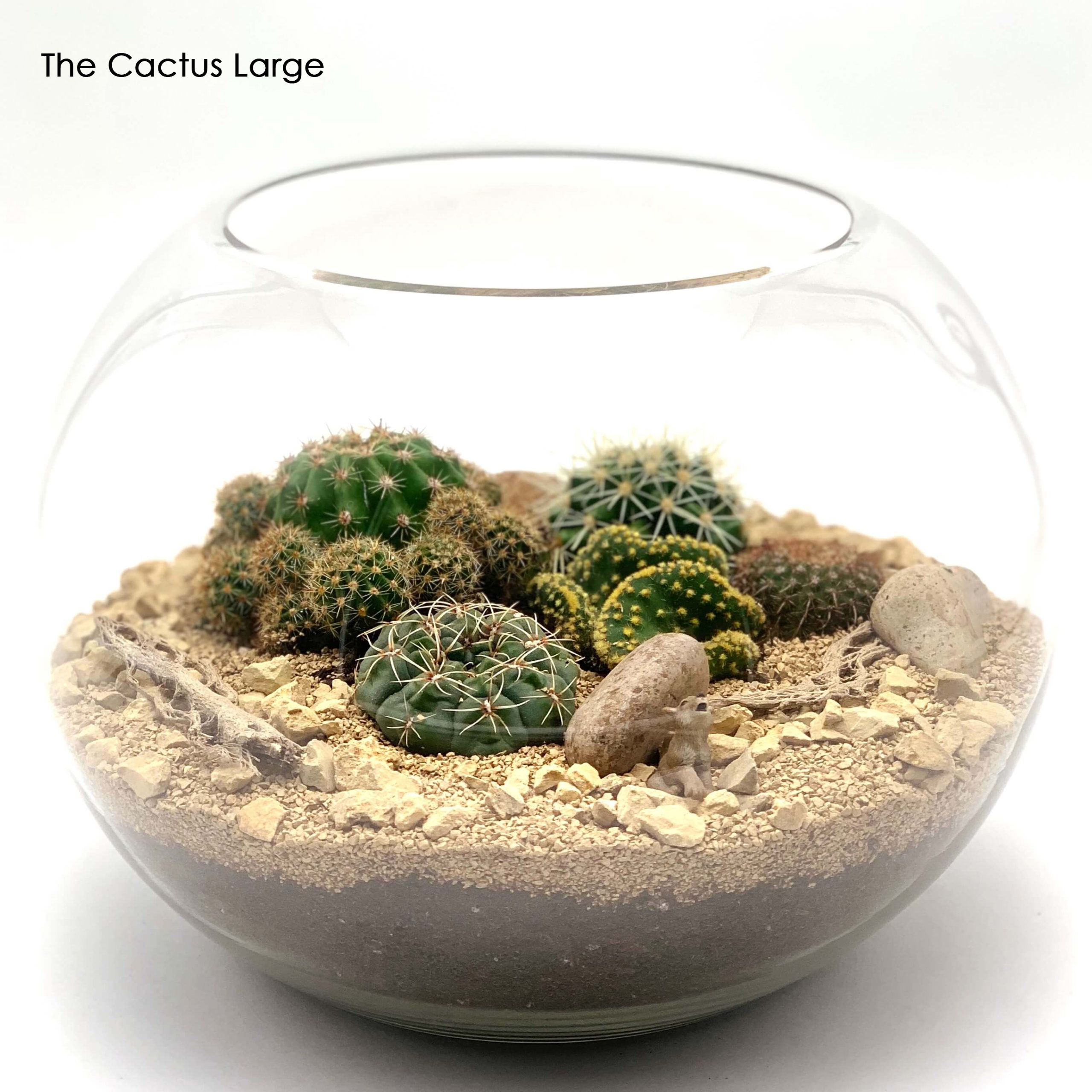 desert terrarium kit